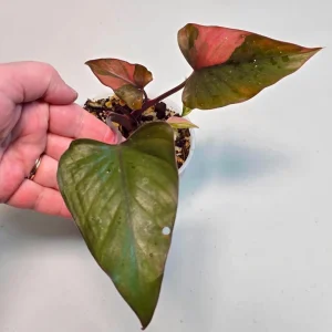 Variegated Homalomena Pink Diamond Live Plant - Rare Pink Foliage Houseplant - Image 1