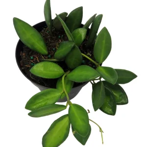 Variegated Hoya Burtoniae Wax Plant - Live Plant - 4 inch Pot - Indoor - Image 2