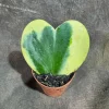 Variegated Hoya Kerrii Heart Succulent Live Plant – 2 inch Pot – Indoor - Image 1