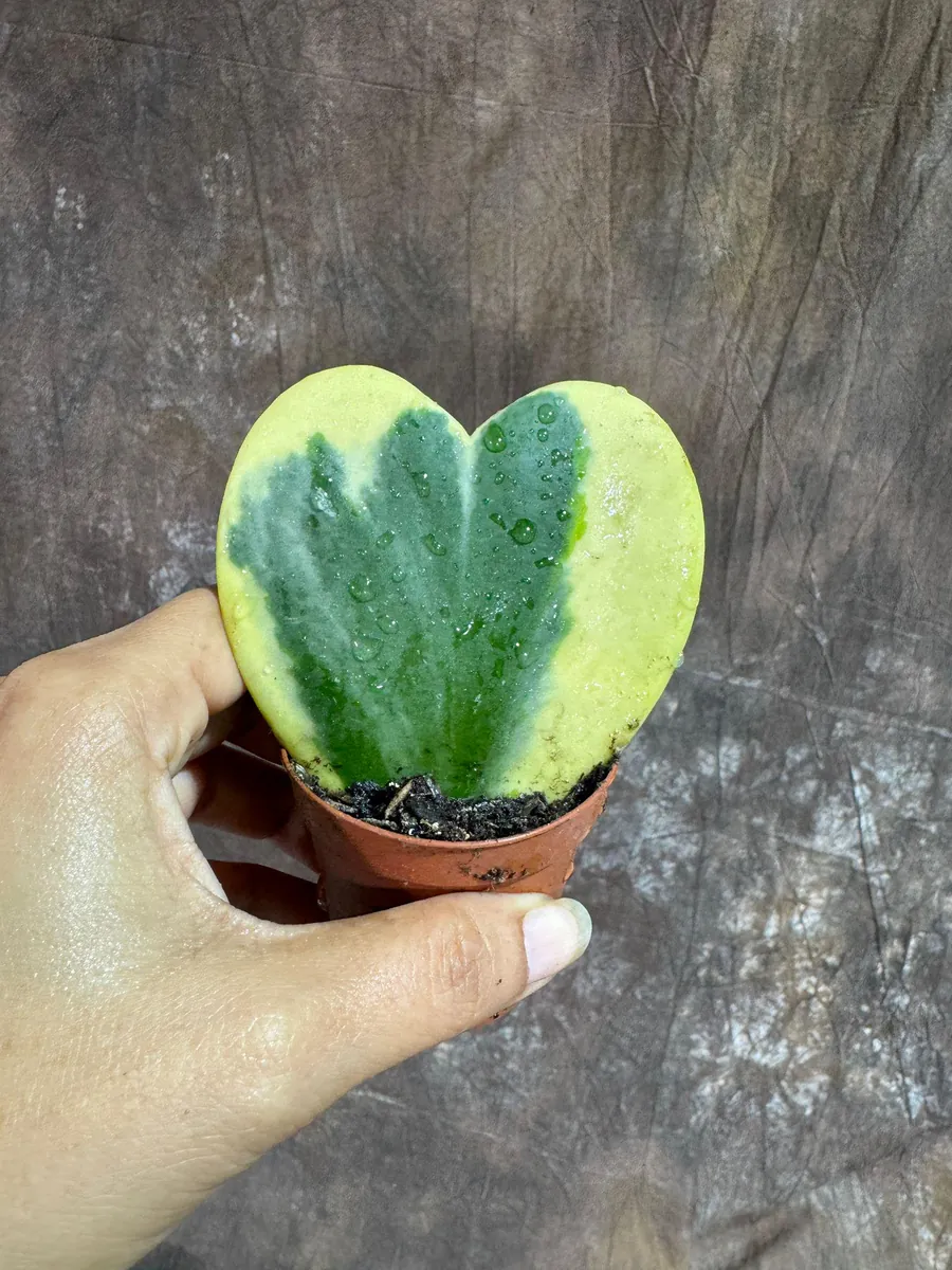 Variegated Hoya Kerrii Heart Succulent Live Plant – 2 inch Pot – Indoor - Image 2