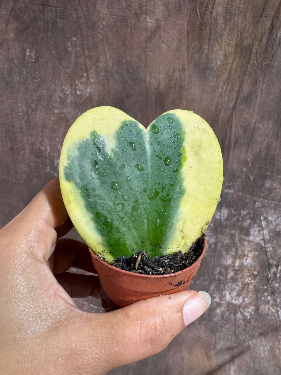 Variegated Hoya Kerrii Heart Succulent Live Plant – 2 inch Pot – Indoor - Image 3