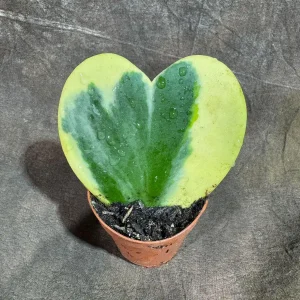 Variegated Hoya Kerrii Heart Succulent Live Plant – 2 inch Pot – Indoor - Image 1