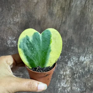 Variegated Hoya Kerrii Heart Succulent Live Plant – 2 inch Pot – Indoor - Image 4