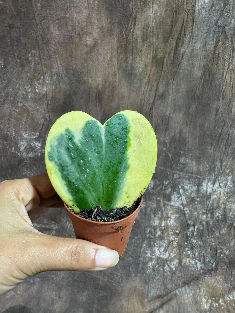 Variegated Hoya Kerrii Heart Succulent Live Plant – 2 inch Pot – Indoor - Image 4