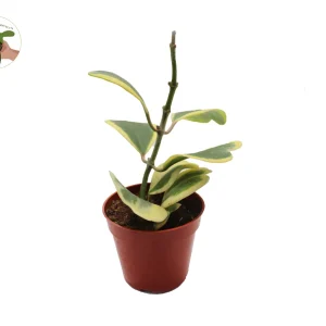 Variegated Hoya Kerrii Live Plant – 4 inch Pot – Tall Stem – Indoor Plant - Image 3