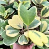 Variegated Hoya Kerrii Live Plant - Sweetheart Hoya in 2", 4", 6" Pot Sizes - Image 1