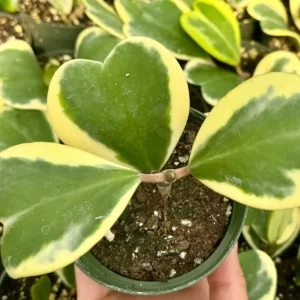 Variegated Hoya Kerrii Live Plant - Sweetheart Hoya in 2