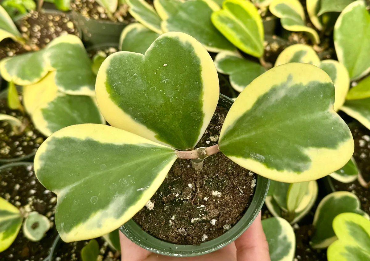 Variegated Hoya Kerrii Live Plant - Sweetheart Hoya in 2", 4", 6" Pot Sizes - Image 2
