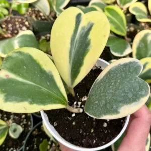 Variegated Hoya Kerrii Live Plant - Sweetheart Hoya in 2