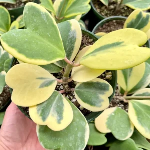 Variegated Hoya Kerrii Live Plant - Sweetheart Hoya in 2