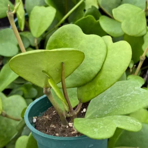 Variegated Hoya Kerrii Live Plant - Sweetheart Hoya in 2