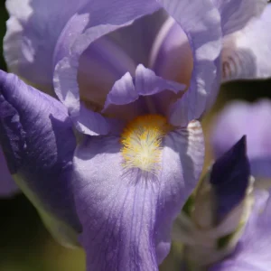 Variegated Iris pallida Bareroot Plant - Sweet Iris - 24-36 inches Tall - Image 2