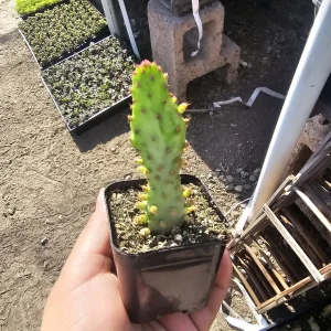 Variegated Joseph's Coat Cactus Live Plant – Opuntia Monacantha Variegata – 2 inch Pot – Indoor/Outdoor - Image 3