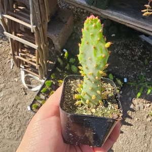 Variegated Joseph's Coat Cactus Live Plant – Opuntia Monacantha Variegata – 2 inch Pot – Indoor/Outdoor - Image 1