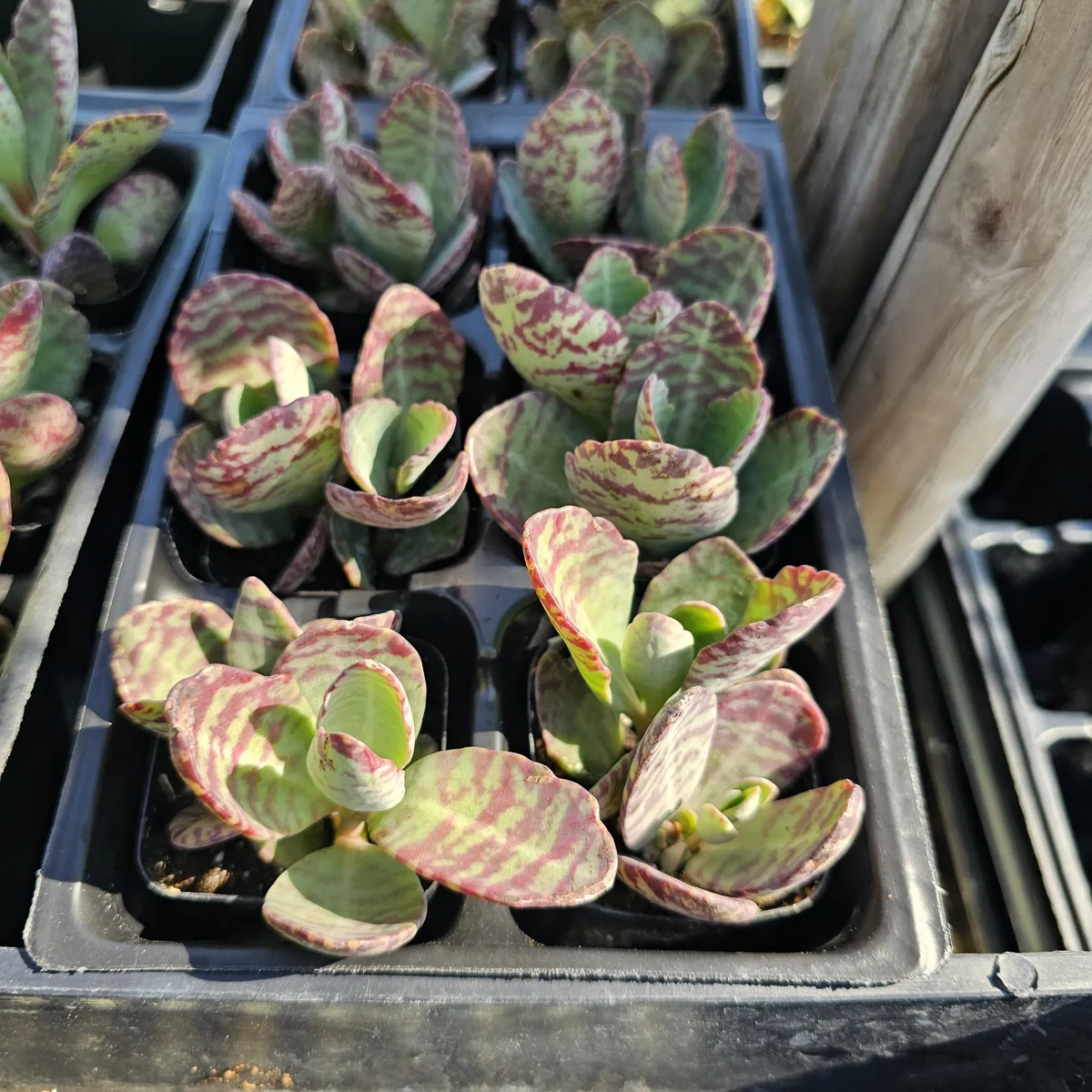 Variegated Kalanchoe Humilis Succulent Live Plant - 2 inch Pot - Image 2