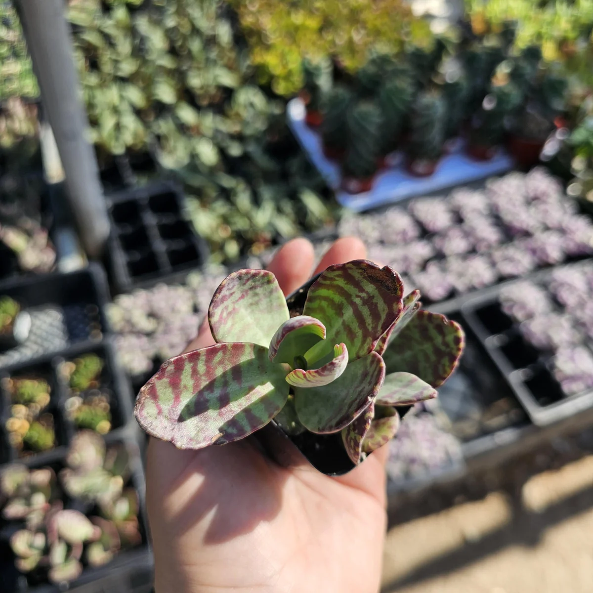 Variegated Kalanchoe Humilis Succulent Live Plant - 2 inch Pot - Image 3
