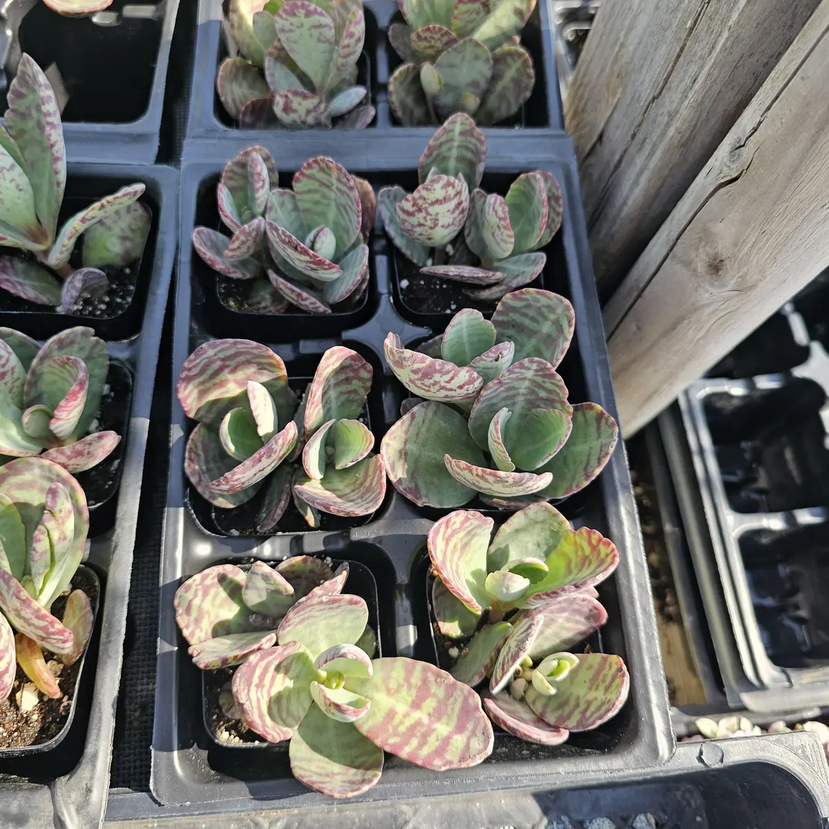 Variegated Kalanchoe Humilis Succulent Live Plant - 2 inch Pot - Image 4