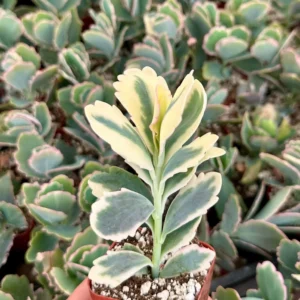 Variegated Lavender Scallop Live Plant - Kalanchoe Fedtschenkoi - 2 inch Pot - Image 1