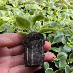 Variegated Mezoo Trailing Red Livingstone Daisy Live Plant - 4 inch Pot - Indoor/Outdoor - Image 5