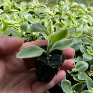 Variegated Mezoo Trailing Red Livingstone Daisy Live Plant - 4 inch Pot - Indoor/Outdoor - Image 9