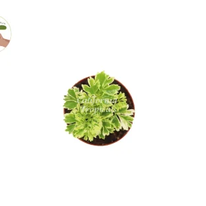 Variegated Ming Aralia Live Plant – 3 inch Potted Houseplant – Indoor Foliage - Image 2