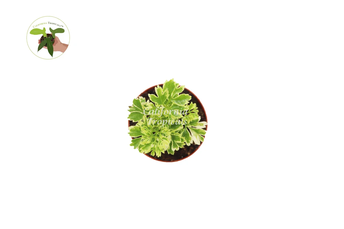 Variegated Ming Aralia Live Plant – 3 inch Potted Houseplant – Indoor Foliage - Image 2