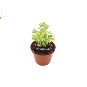 Variegated Ming Aralia Live Plant – 3 inch Potted Houseplant – Indoor Foliage - Image 1