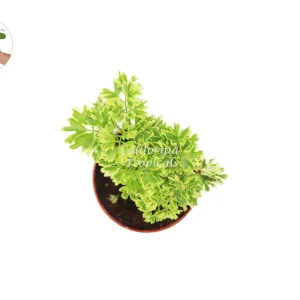 Variegated Ming Aralia Live Plant – 4 inch Pot – Indoor Houseplant - Image 2