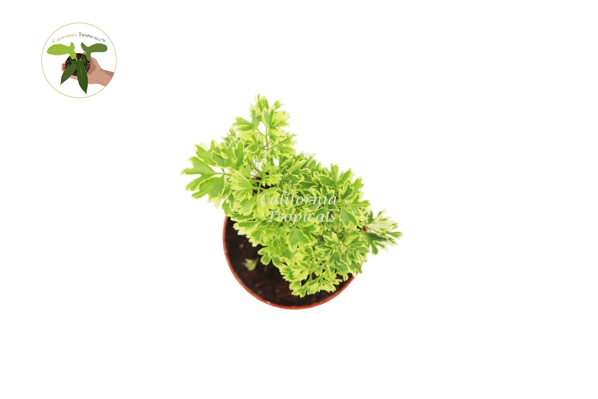 Variegated Ming Aralia Live Plant – 4 inch Pot – Indoor Houseplant - Image 2