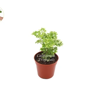 Variegated Ming Aralia Live Plant – 4 inch Pot – Indoor Houseplant - Image 1