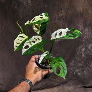Variegated Monstera Adansonii Albo Live Plant - Half-Moon Leaf Swiss Cheese Plant - Rare Indoor Collector Plant - Image 2