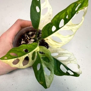 Variegated Monstera Adansonii Albo Live Plant - Half-Moon Leaf Swiss Cheese Plant - Potted Houseplant - Image 3