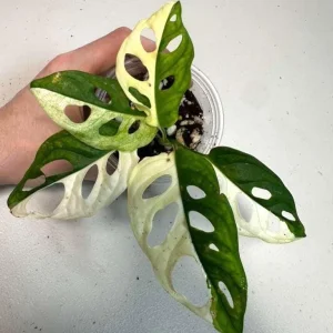 Variegated Monstera Adansonii Albo Live Plant - Half-Moon Leaf Swiss Cheese Plant - Potted Houseplant - Image 1