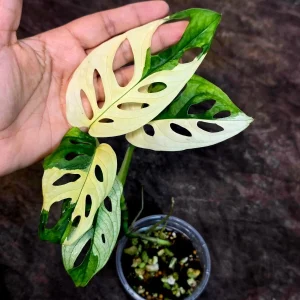 Variegated Monstera Adansonii Albo Live Plant - Half-Moon Swiss Cheese Vine, Rare Indoor Houseplant - Image 4