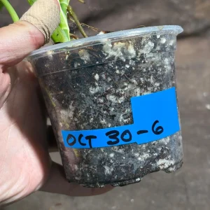 Variegated Monstera Adansonii Albo Live Plant - Half-Moon Leaf Swiss Cheese Plant - Rare Indoor Collector Plant - Image 4