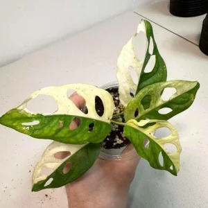 Variegated Monstera Adansonii Albo Live Plant - Half-Moon Leaf Swiss Cheese Plant - Potted Houseplant - Image 4