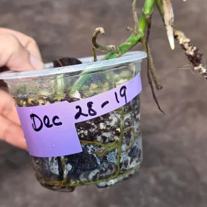 Variegated Monstera Adansonii Albo Live Plant - Half-Moon Swiss Cheese Vine, Rare Indoor Houseplant - Image 6