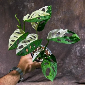 Variegated Monstera Adansonii Albo Live Plant - Half-Moon Leaf Swiss Cheese Plant - Rare Indoor Collector Plant - Image 1