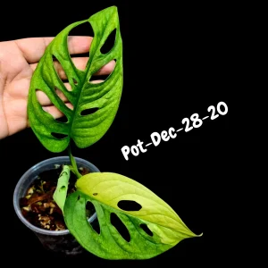 Variegated Monstera Adansonii Albo Live Plant - Rare Swiss Cheese Vine, Half-Moon Leaf Houseplant - Image 10