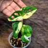 Variegated Monstera Adansonii Albo Live Plant - Rare Half-Moon Swiss Cheese Vine Indoor - Image 1