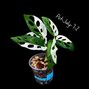 Variegated Monstera Adansonii Albo Live Plant - Rare Swiss Cheese Vine, Half-Moon Leaf Houseplant - Image 1