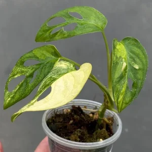 Variegated Monstera Adansonii Albo Live Plant - Rare Swiss Cheese Houseplant in Nursery Pot - Image 2
