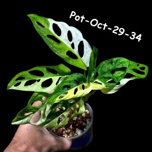 Variegated Monstera Adansonii Albo Live Plant - Rare Swiss Cheese Vine, Half-Moon Leaf Houseplant - Image 2