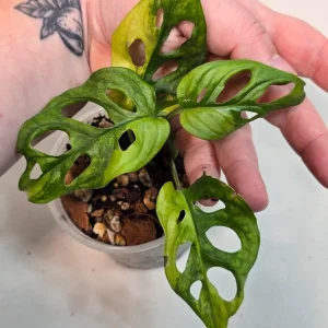 Variegated Monstera Adansonii Albo Live Plant - Rare Swiss Cheese Vine - Image 3