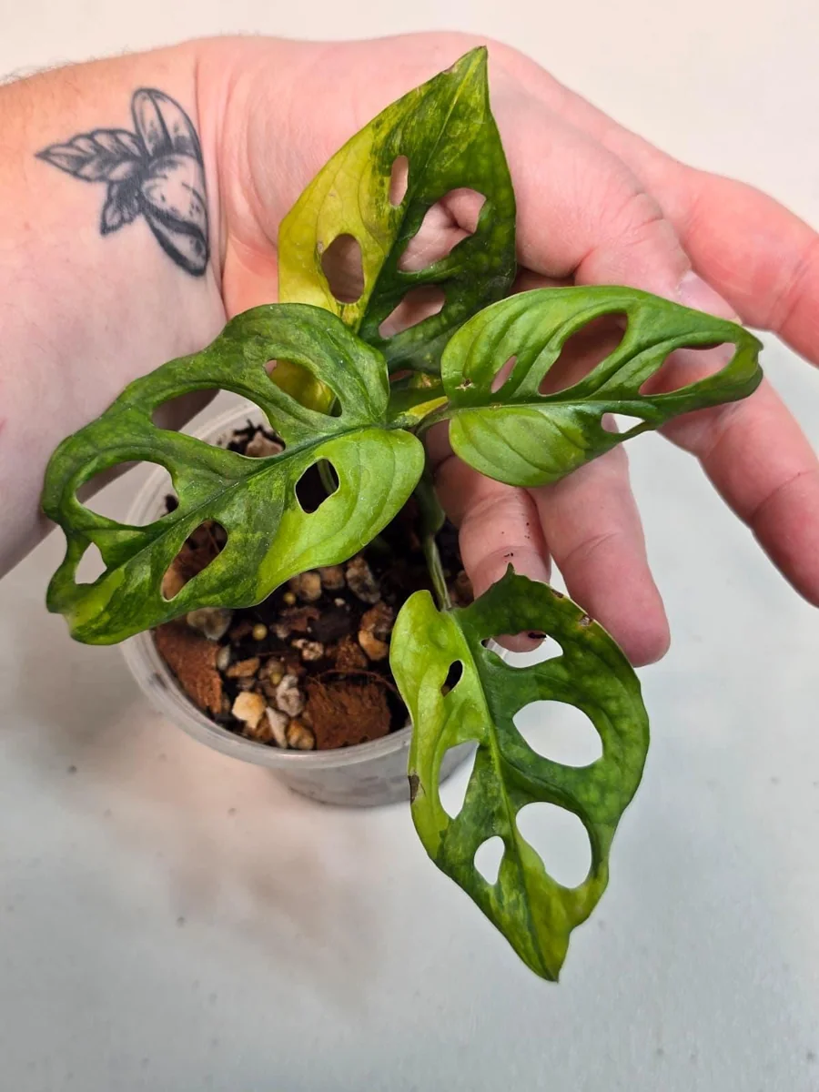 Variegated Monstera Adansonii Albo Live Plant - Rare Swiss Cheese Vine - Image 3