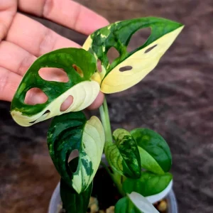 Variegated Monstera Adansonii Albo Live Plant - Rare Half-Moon Swiss Cheese Vine Indoor - Image 3