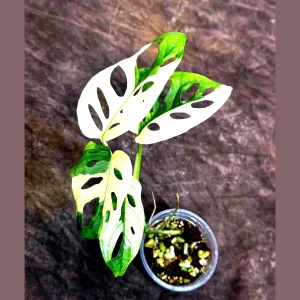 Variegated Monstera Adansonii Albo Live Plant – Rare Half-Moon Swiss Cheese Vine – Indoor Collector Plant - Image 1