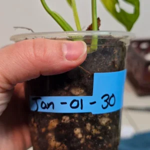 Variegated Monstera Adansonii Albo Live Plant - Rare Swiss Cheese Vine - Image 4