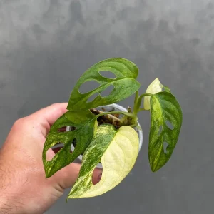 Variegated Monstera Adansonii Albo Live Plant - Rare Swiss Cheese Houseplant in Nursery Pot - Image 4