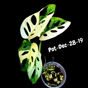 Variegated Monstera Adansonii Albo Live Plant - Rare Swiss Cheese Vine, Half-Moon Leaf Houseplant - Image 4